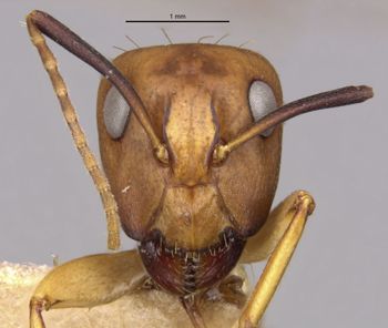 Media type: image;   Entomology 21493 Aspect: head frontal view